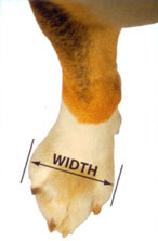 De breedte van de hondenpoot meet U zo!