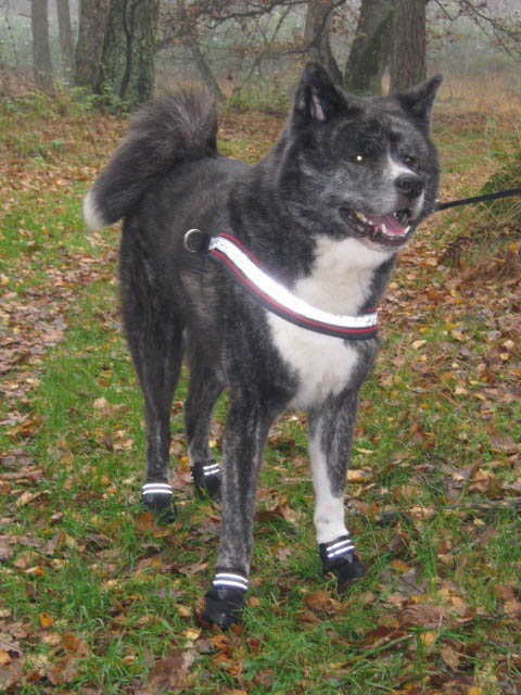 Poolhond draagt zwarte Ruffwear Grip Trex schoentjes