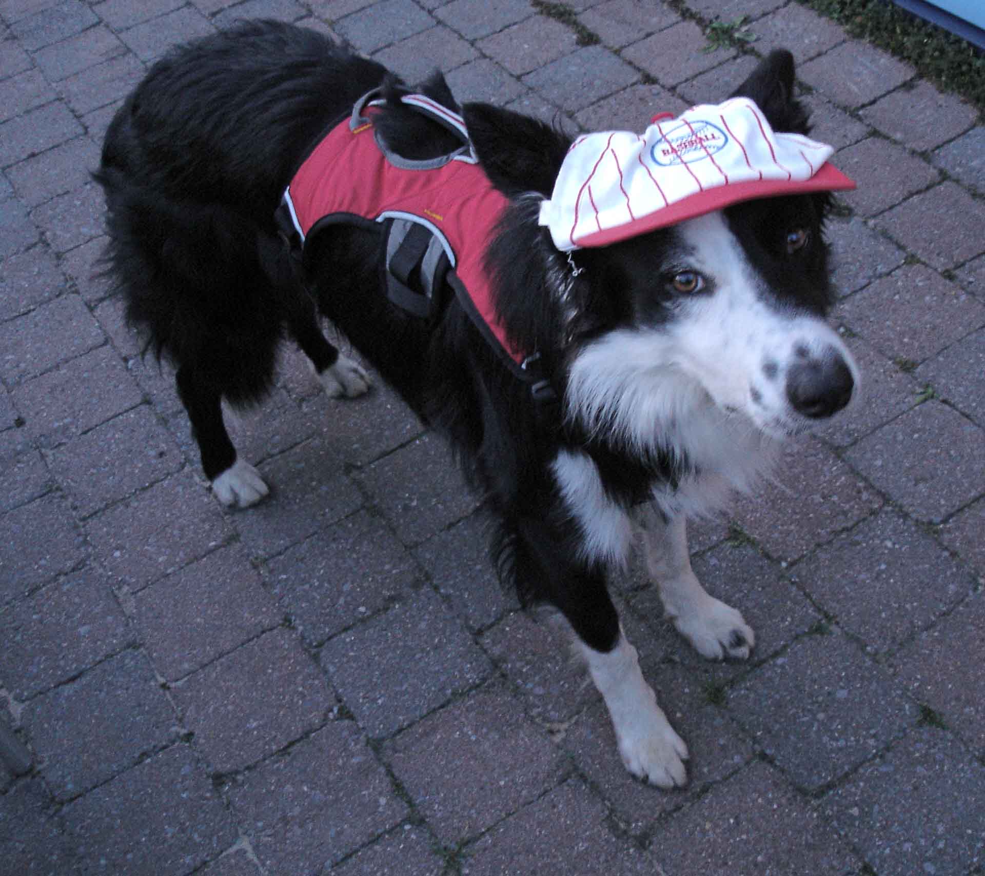 Border Collie draag het Ruffwear Webmaster Harness