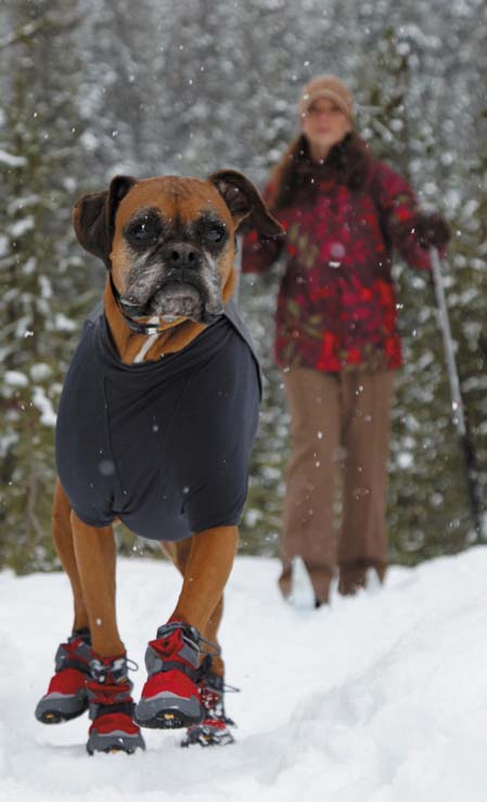 Bark'n Boots Polar Trex nieuw in het assortiment hondenschoentjes van Ruff Wear