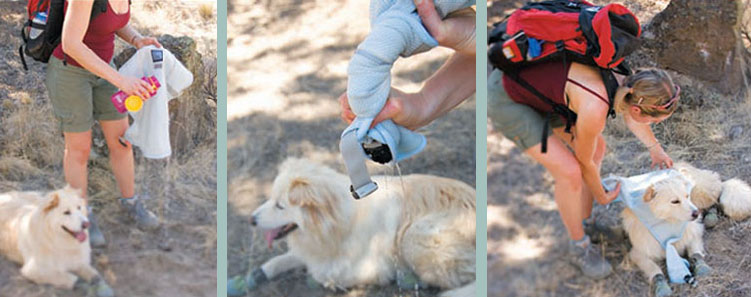 Instructies voor het hondenkoelvest, de Swampcooler van Ruff Wear. Doordrenk de Swamp Cooler volledig met water, wring het overtollige water uit en trek het vest over de kop van de hond en klik het vast!