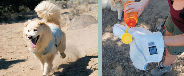 Ga erop uit, maak een wandeling met de hond zelfs op een warme zomerdag! Swamp Cooler het koel vest voor de hond houdt uw hond koel!