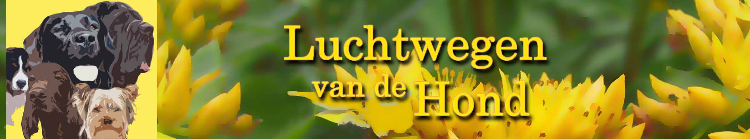 Luchtweg Compositum voor reiniging van de luchtwegen van de hond, helpt ontstekingen te verminderen en gaat overmatige hoestprikkels tegen